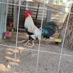 César Navarrete - Facebook
