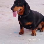 chacha+the+great+khali - @chac.ha4388 - Instagram