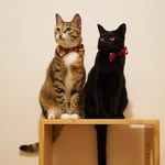 ChuChu珍珠🐈‍⬛ ChaCha奶茶🐈+ Oreo😺💜 - @chacha_chuchu0703 - Instagram