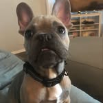 Chad Bierman - @krimson_moose - Instagram