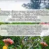 cha_D_chan - @sya.dira.chan - TikTok