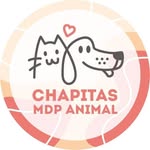 CHAPIS MDP ANIMAL | Collares con chapita remachada ⚡️ - @chapismdpanimal - Instagram