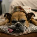 👑 Sir Chad 👑 - @sir_chad_bourne_of_couchie - Instagram