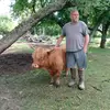 highlandcow_sale🐏 - @chad_coy23 - TikTok