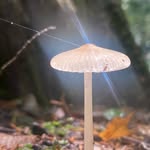 Chad Cupp - @cuppof_mushrooms - Instagram
