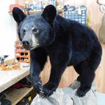Chad Doss - @mountainmemoriestaxidermy17 - Instagram