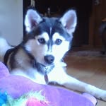 Chad Eichelberger - @angel_pomsky77 - Instagram