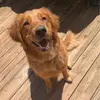 lilodaretriever - @lilodaretriever - TikTok