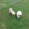Chad Farris - @chad.farris8 - TikTok