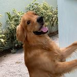 CHAD - GOLDEN RETRIEVER - @chadcoutinho - Instagram