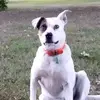 Chad Harmon - @chad.harmon7 - TikTok