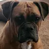 chadleeper8 - @chadleeper8 - TikTok
