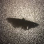 Chad Haverly - @chadleo - Instagram