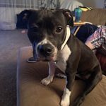 Chad M Noel-Jones - @harleyhunter2001 - Instagram