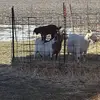 chadmcpeek932 - @chadmcpeek932 - TikTok