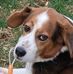 Chad Pickard - Facebook