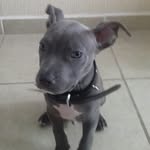 CHAD "MONEY" REYES - @pitbull_blue_nose - Instagram