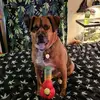 chadrhoades4 - @sparky.4207 - TikTok