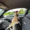 SRTOKED396Z28 - @chadriddle57 - TikTok