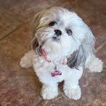 Izzy, Cleo, Chad, & grands Ripley, Marlow Frankie & Squishy - @izzynfriendsaz - Instagram