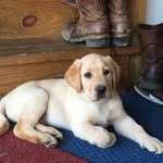chad seay - @kwdeerhunter56 - Instagram