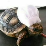chad skinner - @turtle_cat132 - Instagram