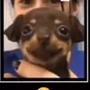 Dogman10 - @chadspicer12 - TikTok