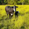 chadsuggs375 - @chadsuggs375 - TikTok