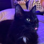 Chad Schiestel - @chadtotheg - Instagram