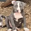 Chad Vincent - @bluekingbullyz2 - TikTok
