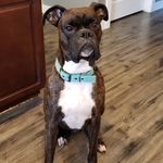 Chad Weimer - @turbo.the.tripawd.boxer16 - Instagram