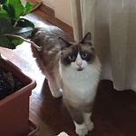 Chad Wiles - @midd661 - Instagram