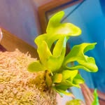 ちゃい 🌱 ビカクシダ - @chai.greengram - Instagram