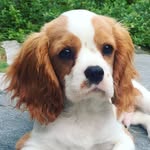 Chai Green - @thepupchai - Instagram