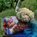 Chai.Garden - @chai.greenz - Instagram