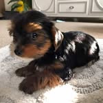 Chance Foreman - @chancethepartyyorkie - Instagram