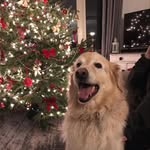 Chance Gordon LaTour - @fluffypantschance - Instagram