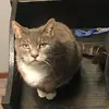 Chance Henry - @mushumeows - TikTok