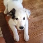 Chance Lee Steiner - @border_collie_chance - Instagram