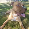 ChanceLee_thePitbull - @chance_lee2022 - TikTok