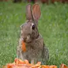 Chance  Mills  - @bunnyfofo2 - TikTok