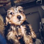 Chance Morris - @chanceeeetherapperrrr - Instagram