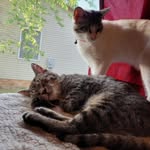 Chance Oreo Bill Romeo Jane and Norman - @oreodoritochance - Instagram