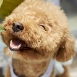 Chance Waller - @cute__puppy__net - Instagram