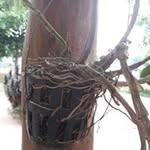 Pich Chanda - @chanda_pich - Instagram