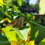 Chandan Misra - @shreyoshree_misra_ - Instagram