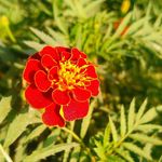 Chandan Roy - @chandanroy7735 - Instagram
