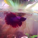 Chandra Abernathy - @chans_nano - Instagram