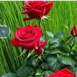 Chandra Kumar - @gautamkuma126 - Instagram