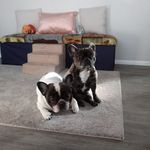 Chandra Walters - @fortheloveofdogslife - Instagram
